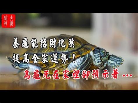 烏龜代表什麼意思|烏龜寓意揭秘：為何風水師都推崇？